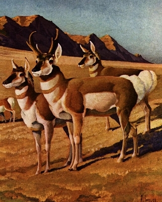 antelope