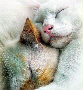 cats sleeping