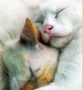 CatsSleeping-1_small